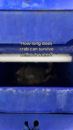 How Long Can Crabs Survive Without Water?