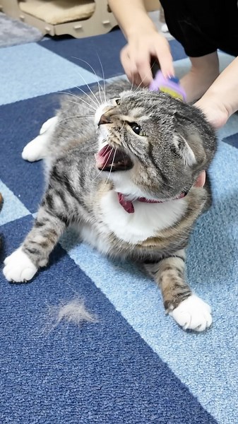 ねこぞー（Yuki Noro） on Instagram: "このホウキが猫のいるご家庭の神アイテムってほんと？検証してみた結果🐈✨ @nekozo_cat 猫好きさんはフォローしなきゃ損🐈✨ ▼このアカウントについて 猫と飼い主さんのためになる情報やかわいい動画をわかりやすく発信🎁 ストーリーズでは猫好きさんの生活が豊かになる猫用品やキャットフードのセール情報も🉐 ▼我が家のニャンズについて りっちゃん（リルム）：スコティッシュフォールド♂ もっちゃん（モカ）：アメリカンショートヘア♀ みぃちゃん（ミルク）：ミックス♂ むぅちゃん（ムーン）：スコティッシュフォールド♂ ▼ねこぞーの主な実績や活動について ・保護猫活動団体や猫の腎臓病研究への寄付 ・猫のお悩み相談2,000件以上実施 ・猫用品コレクション500品突破 ・Yahoo!Japan公式クリエイター ▼保有資格について 愛玩動物飼養管理士2級｜キャットケアスペシャリスト｜ペットフード販売士｜キャットシッター いつか素敵なオリジナル猫用品を作るのが夢なので、フォロ