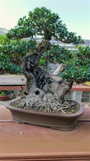 Olive Bonsai #olivebonsai #bonsai