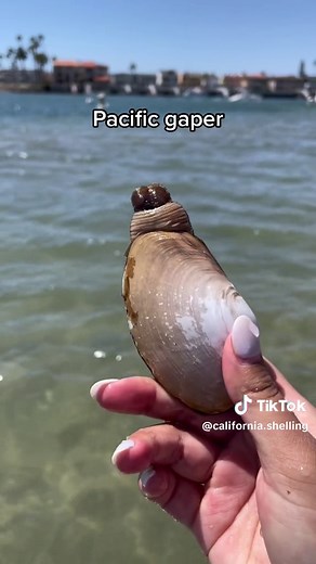 A compilation of strange things I’ve found while exploring California beaches! p.s. I usually pick up trash as I’m out and about on the beach, but I left the egg plant holder. Wasn’t about to touch that. 🤷🏻‍♀️ #sealife #tidepool #beachcombing
