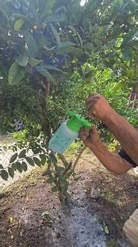 How to get rid of three pests on your lemon trees #pests #Trees #Lemon