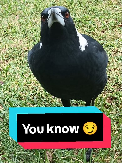So everyone knows about me 😏 #famous #successful #swoopyboi #australianbirds #crazymagpielady #magpies #fyp #australia #australianmagpie #wildlife #funnymagpies