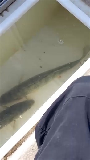 Fish Head Assassin Fishing | Fish Head Assassin