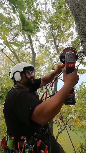 Solo tree cabling job