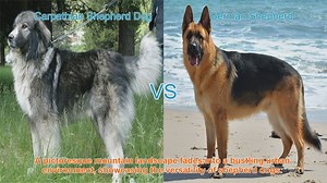 Shepherd Dog Showdown: Carpathian vs. German Shepherd