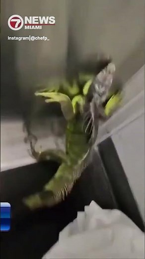 6-Foot Iguana Escapes Shipping Box, Takes Over FedEx in Memphis