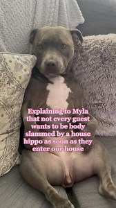 119K views · 2.6K reactions | The Blue Staffy on Reels | Facebook