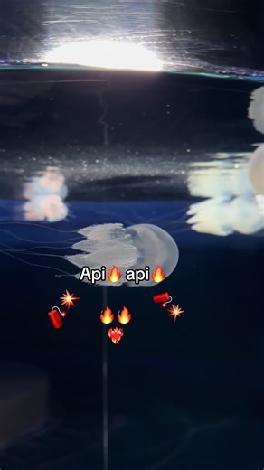 Explore VinWonders Phu Quoc with Api🔥