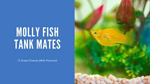 Molly Fish Tank Mates - 15 Great Choices (With Pictures)!