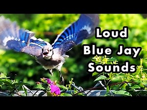 What Does a Blue Jay Sound Like? - Bird Calls, Songs, and Sounds - Loud Blue Jays - Sound effects