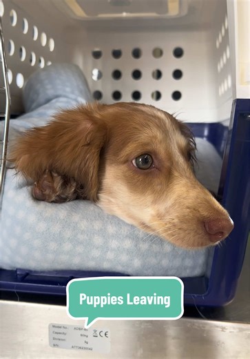 Preparing Mini Dachshund Puppies for New Homes