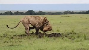 Watch this resilient lion spend over 7 hours of hard work to unearth a warthog!🐗🦁 Bob Marley (notice the dreads under his mane) wants bacon tonight and the warthog's citadel was dug open!!! "The lion would get up every 20 minutes or so and dig the burrow deeper. We had to be ready throughout as the warthog in the burrow could dash out any moment. It was coming to the end of the day and we were almost losing hope when it started raining heavy. Bob Marley used this to his advantage as the burrow