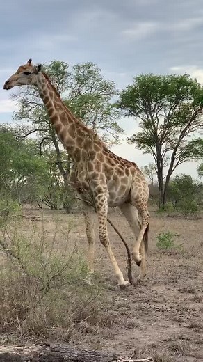 Giraffe Scratching Belly Video