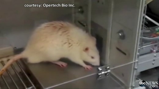 Rat Performs Taste Evaluations