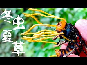 Ophiocordyceps sphecocephala