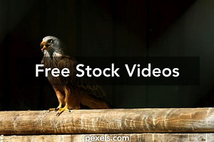 Peregrine Falcon Videos, Download The BEST Free 4k Stock Video Footage & Peregrine Falcon HD Video Clips