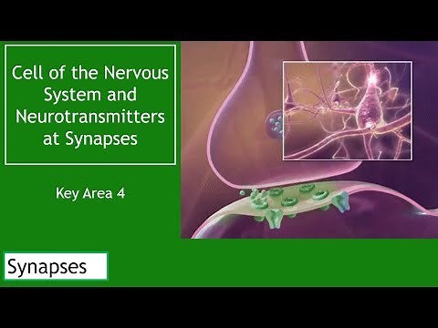 Cells of the Nervous System Section 2 Synapses