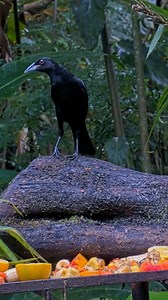 Watch as a busy flock of Chestnut-headed Oropendolas descends on the Panama Fruit Feeder Cam for fresh fruit. After they leave, a Giant Cowbird perches on the platform to survey the area. These two species share a fascinating connection—Giant Cowbirds are brood parasites, meaning they lay their eggs in the nests of other birds, like oropendolas, and depend on these "host" parents to incubate the eggs and raise their chicks. Watch for these species LIVE at AllAboutBirds.org/PanamaFeeders | Bird C