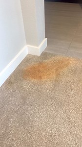 18K views · 248 reactions | No, not carpet guy! | The Carpet Repair Guys | Facebook