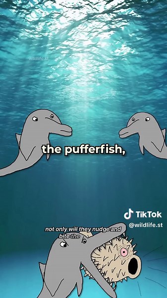 Dolphins Getting High: The Surprising Truth About Pufferfish Interactions