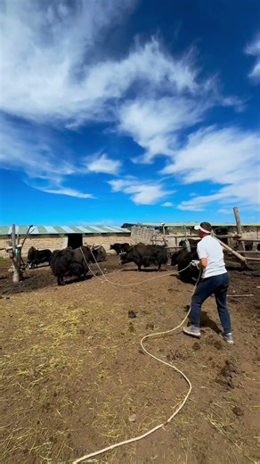 How Cowboys Catch Yaks With Pure Technique 🤠