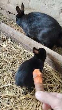 Rabbits petting zoo