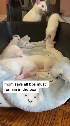 all babbës in box 📦 #kitten