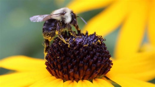 Iowa bumble bee survey seeks volunteers after identifying 13 species