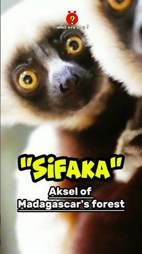Sifaka: Leaping Lemur of Madagascar!