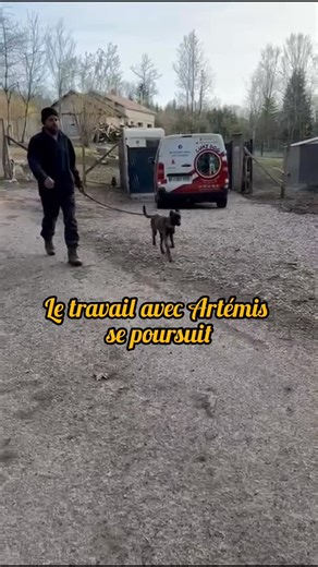 Des nouvelles d’Artémis, qui montre encore de beaux progrès. Elle a maintenant confiance en nous. On entre donc dans la deuxième étape du travail : lui faire associer l’humain (et surtout l’homme), ainsi que les différents stimuli qui l’impressionnent, à quelque chose de positif. Lui montrer qu’il n’y a pas de danger, et qu’au contraire, ça peut être agréable. Après tout, Artémis est une chienne très câline, elle nous l’a encore montré dans la dernière vidéo 🤍 Oui, elle a encore peur. Sa repris
