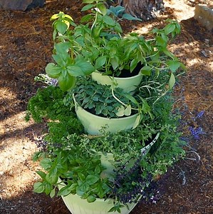 1.5M views · 6.7K reactions | This herb garden is great whether you...