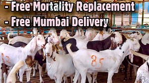 7.9K views · 139 reactions | 575/KH Assorted Breeds Khassi Goats at Poona Goat Farm Wagholi | FSA Entertainment | Facebook