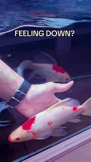 3.8K views · 84 reactions | I assure you, the fish keeping hobby offers a unique sense of purpose and fulfillment. Through caring for your aquatic pets, you'll cultivate patience, dedication, and mindfulness, deepening your bond with the natural world . . . #aquarium #fishkeeping #fishkeepingcommunity #aquariumhobby | New Life Aquarium Keysborough | Facebook