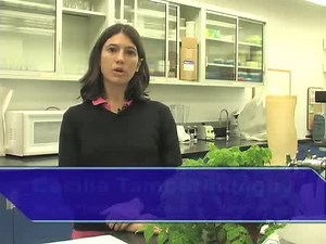 Testing the Physiological Barriers to Viral Transmission in Aphids Using Microinjection