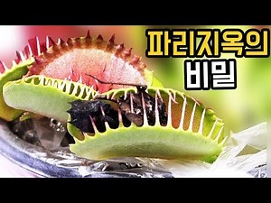 파리지옥 센서의 비밀.. 어떻게 닫히는걸까?