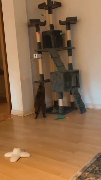 When mum's savoring her coffee, but I'm the real morning entertainment! ☕🐾 #tabby #cat #antics4life