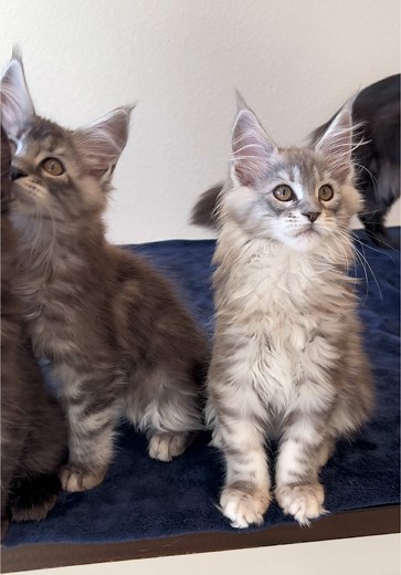 Adopt a Maine Coon Kitten: Playful Companions