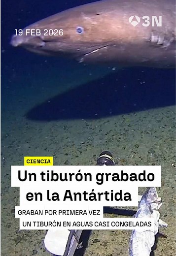 Descubrimiento de un tiburón en aguas frías