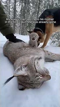 My German Shepherd brought a tiny baby lynx kitten