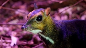Rare mouse-deer birth caught on video
