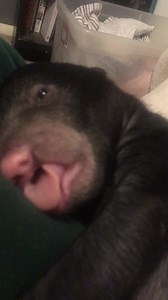 5K views · 111 reactions | Did you know that sloth bears have a great...