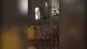 Eyewitness films moment of deadly Hamburg shooting