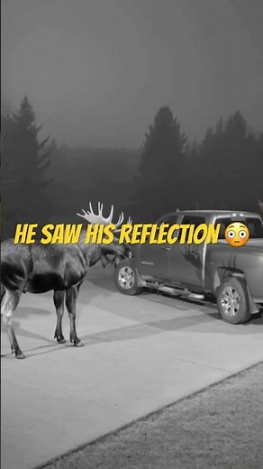 Moose Attacks Parked Truck 😳🫎