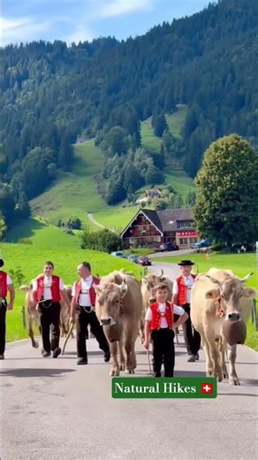 swiss Cows come Down from the Alps 🇨🇭 (HD)