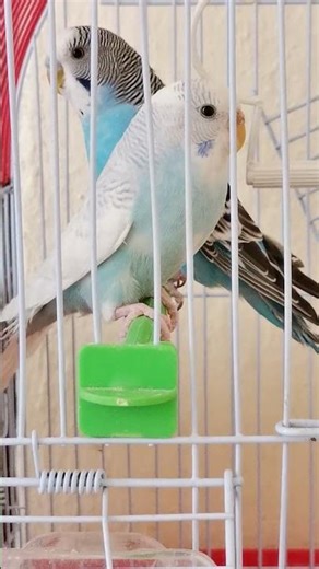 "First-Time Budgie Owners: Our Journey with Our Adorable Feathered Friends"