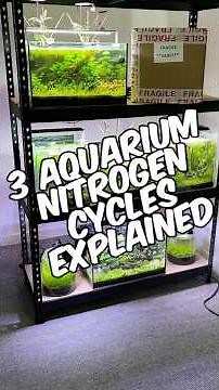 3 Aquarium Nitrogen Cycles Explained: A Complete Guide To Safe Water Parameters!