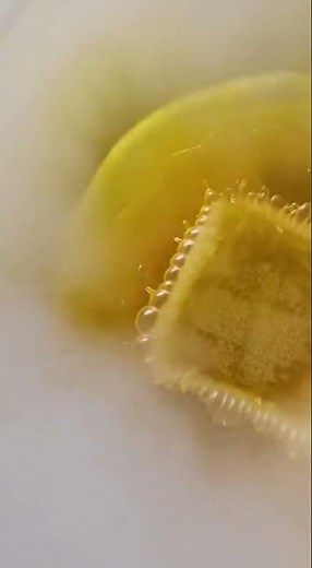 What Happens When Boiling Oil Meets Ice?