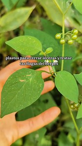 Solanum nigrum conocida popularmente como "hierba mora " es una de las plantas más populares en la medicina tradicional 🌿👇🏾 Usos medicinales : - La fruta madura se aplica en heridas, úlceras, herpes labial, "culebrilla" y otros problemas de la piel como la dermatitis. - Con la decocción de sus hojas se hacen lavado para tratar las mismas afecciones. -También se consume en té o infusión para tratar los problemas gastrointestinales. 🌿También tiene usos gastronómicos : Aunque hay mucha confusió