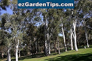 Eucalyptus Gunnii-bomen laten groeien 🌱 Tips Tuinders - Nl.ezGardenTips.com