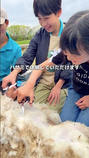 羊の毛刈り体験
